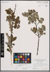 Foto von Salix caprea L.